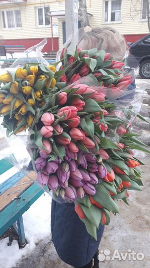 Тюльпаны Оптом и в Розницу в Арзамасе