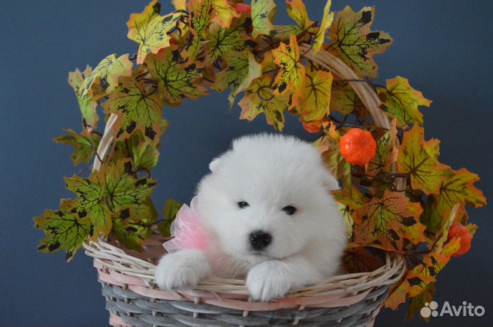 Щенки самоеда