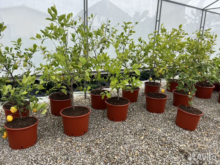 Лимоны - отличный подарок