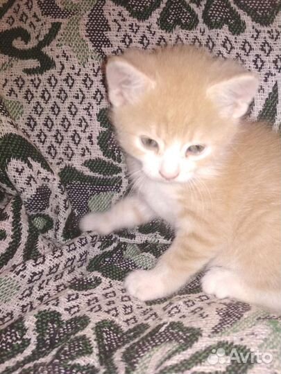Кошка в дар бесплатно
