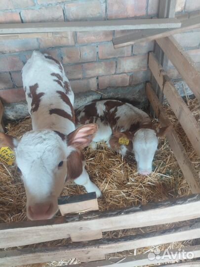 Телята (бычки и телочки)