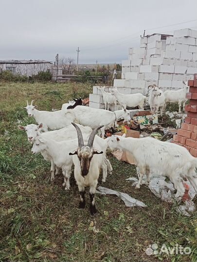 Козочка,козлята