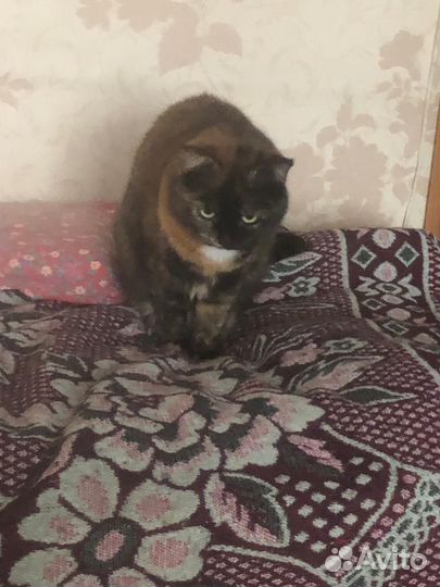 Кошки в добрые руки