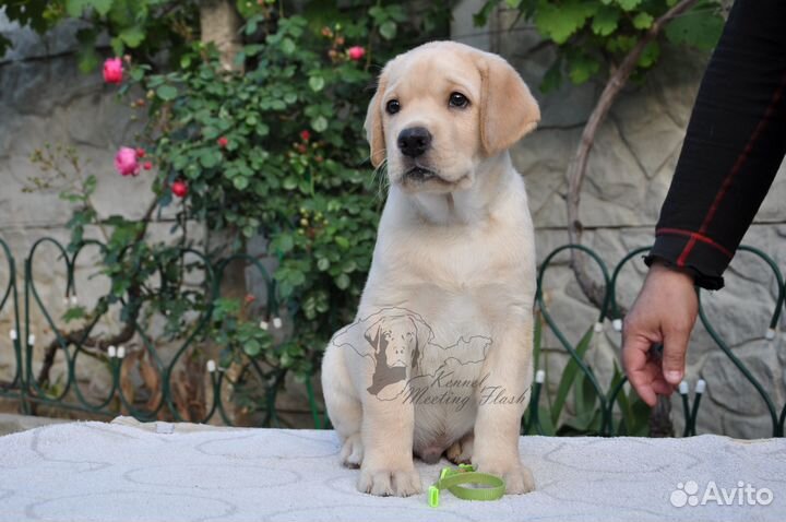 Щенок лабрадора