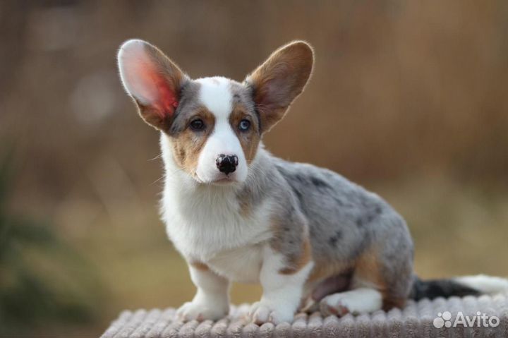 Щенки с документами