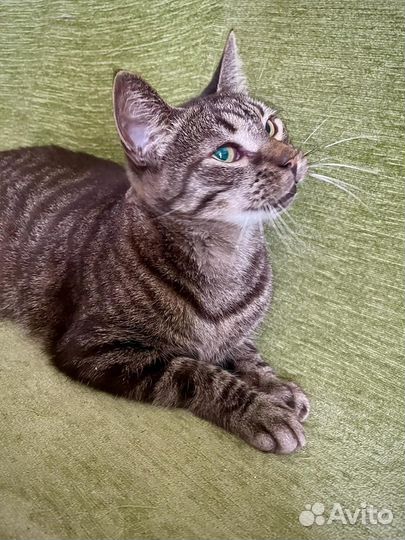 Кастрированный кот бесплатно