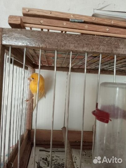 Канарейки разных расцветок