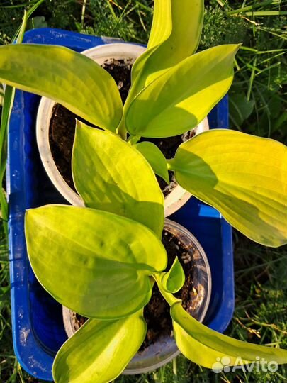 Хоста Стейнд гласс