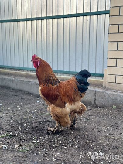 Петух брама