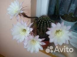 Кактус эхинопсис (цветет лето белыми цветами)