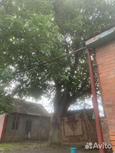 Спил деревьев