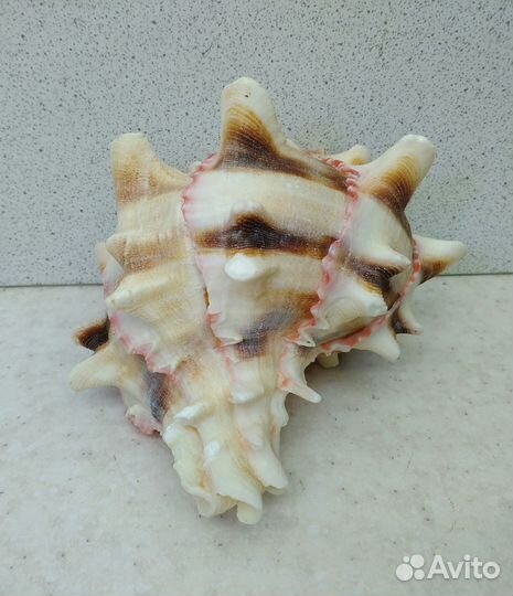 Мурекс Брассика 9,7 морская ракушка раковина