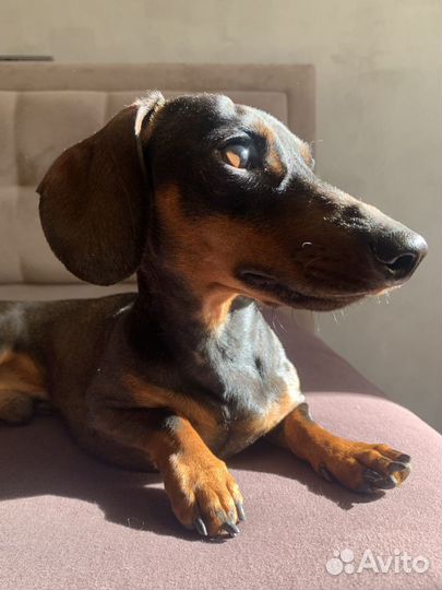 Вязка карликовая такса