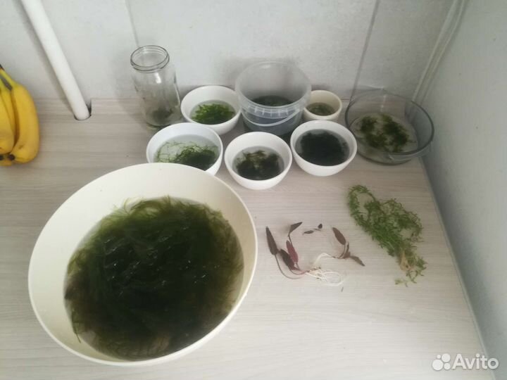 Аквариумное растение