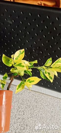 Фикус ретуза мутабилис