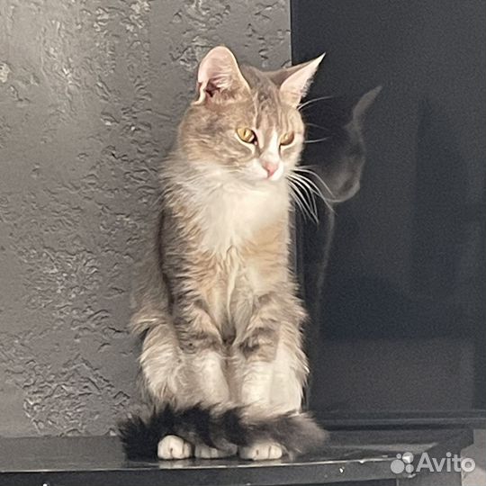 Кот в добрые руки