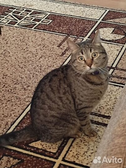 Кошка
