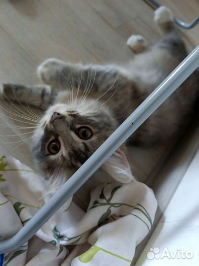 Котята сибирской кошки