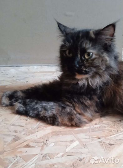 Молоденькая милая киса Черри