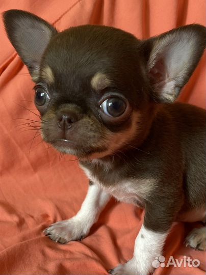 Маленькие шедеврики- красотки чихуахуа