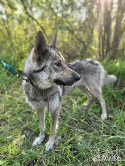 Молодая собака с Историей