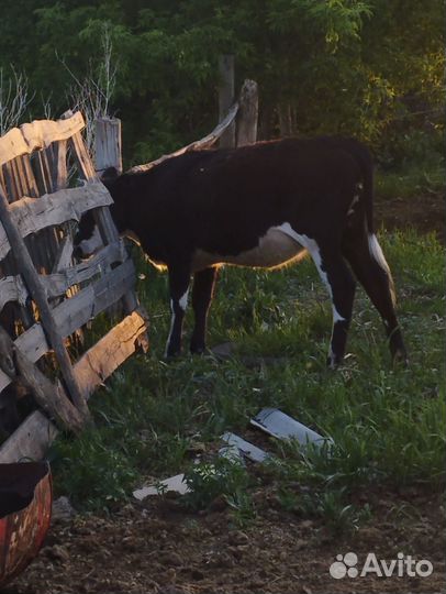 Домашние животные