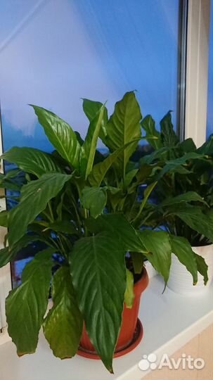 Продам цветущий спатифиллум
