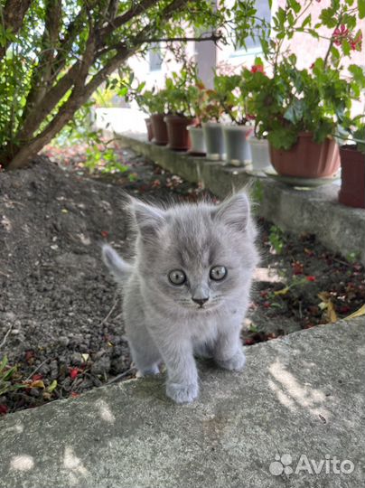 Котята в добрые руки (мама вислоухая)