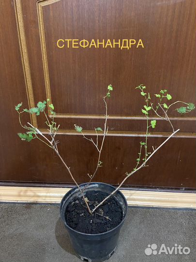 Растения для сада Пион Очиток Хоста Лилия и др