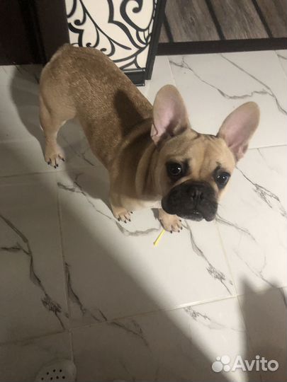 Французский бульдог