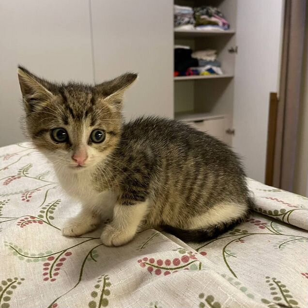 Котёнок в добрые руки