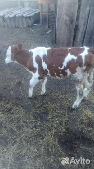 Телки на племя