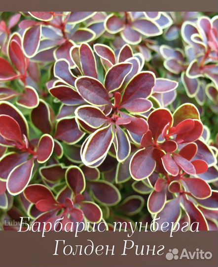 Барбарис тунберга