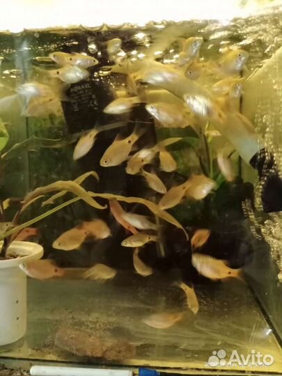 Барбус Огненный