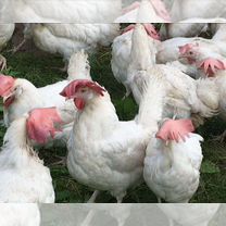 Куры Несушки, Иркутск