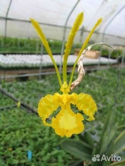 Психопсис калихи альба