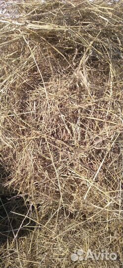 Продам сено в рулонах