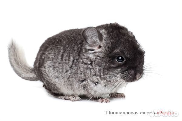 Шиншиллки 