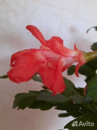 Декабрист шлюмбергера черенки сортовые