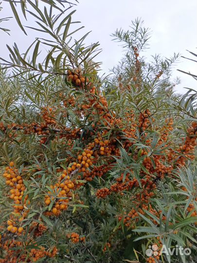 Облепиха ягоды