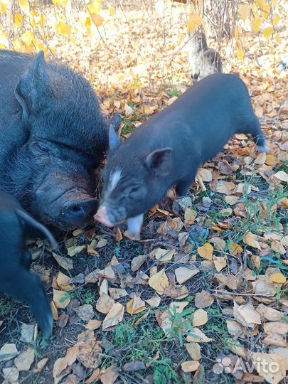 Вьетнамские вислобрюхие поросята