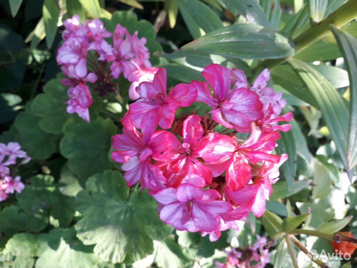 Пеларгония