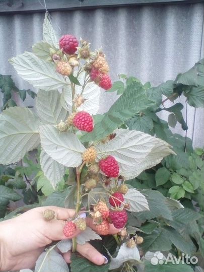 Малина ремонтантная