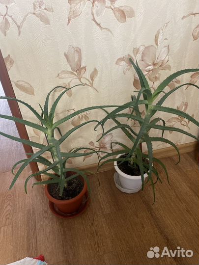 Алоэ лечебный