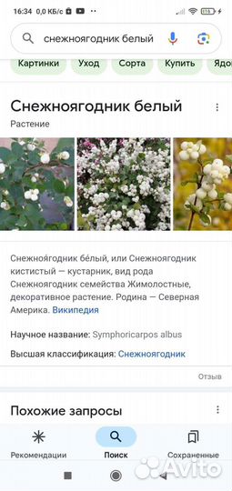 Снежноягодник