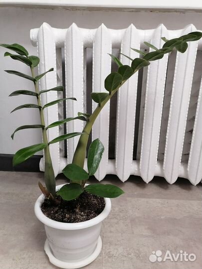 Замиокулькас