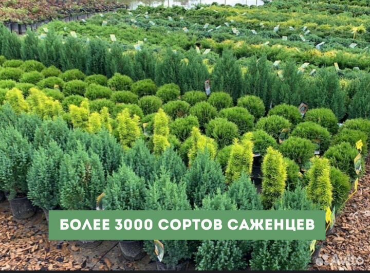 Туя Вереск С5