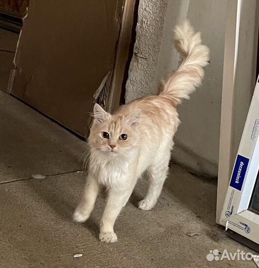 Котенок-девочка в добрые руки бесплатно