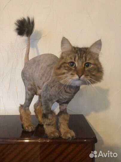 Груминг/Стрижка животных