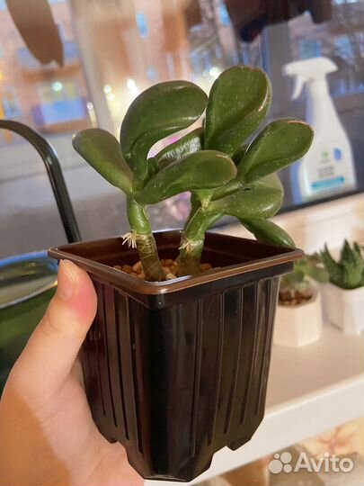 Суккуленты